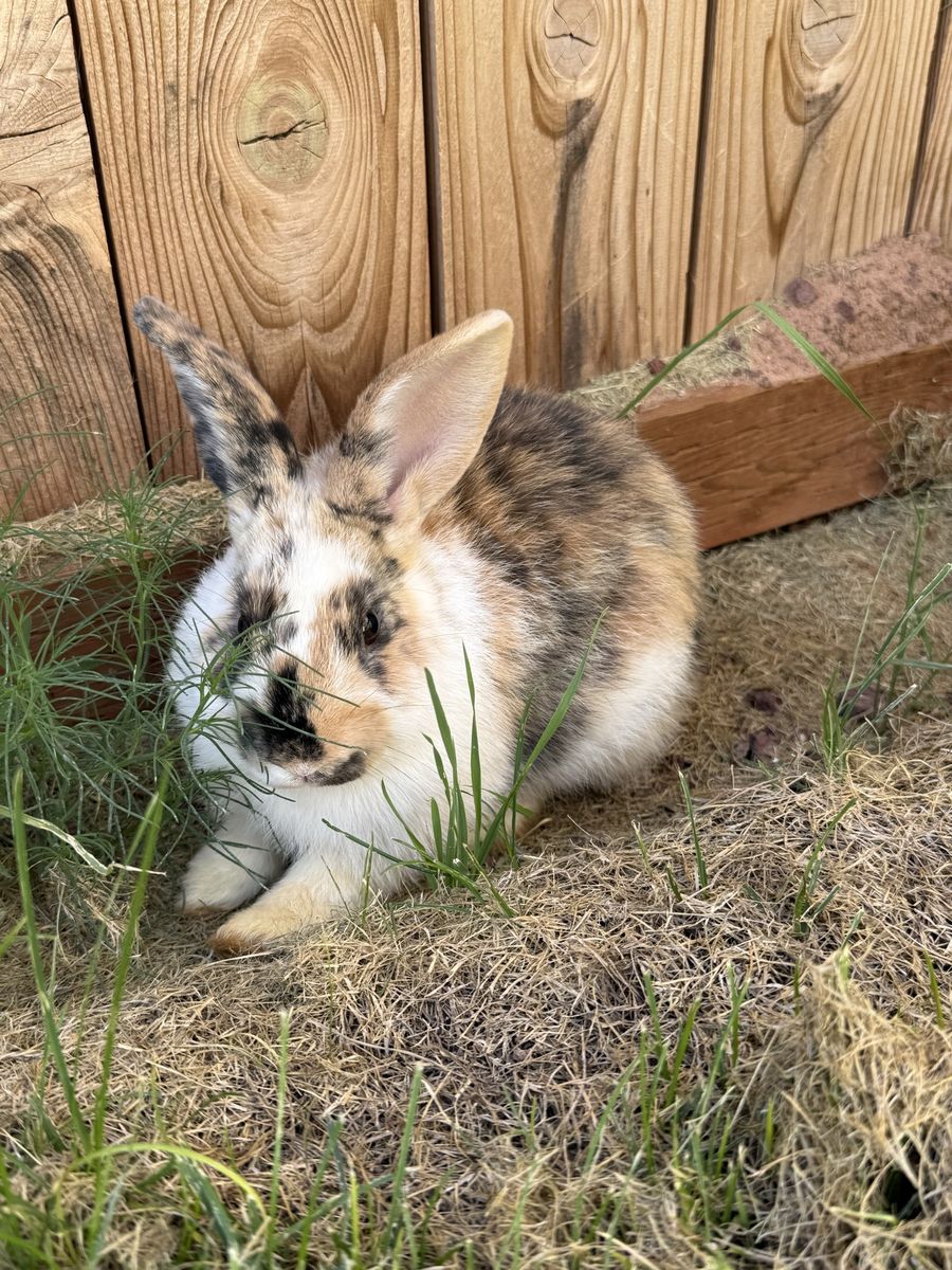 Female Rex rabbit