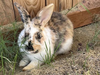 Female Rex rabbit