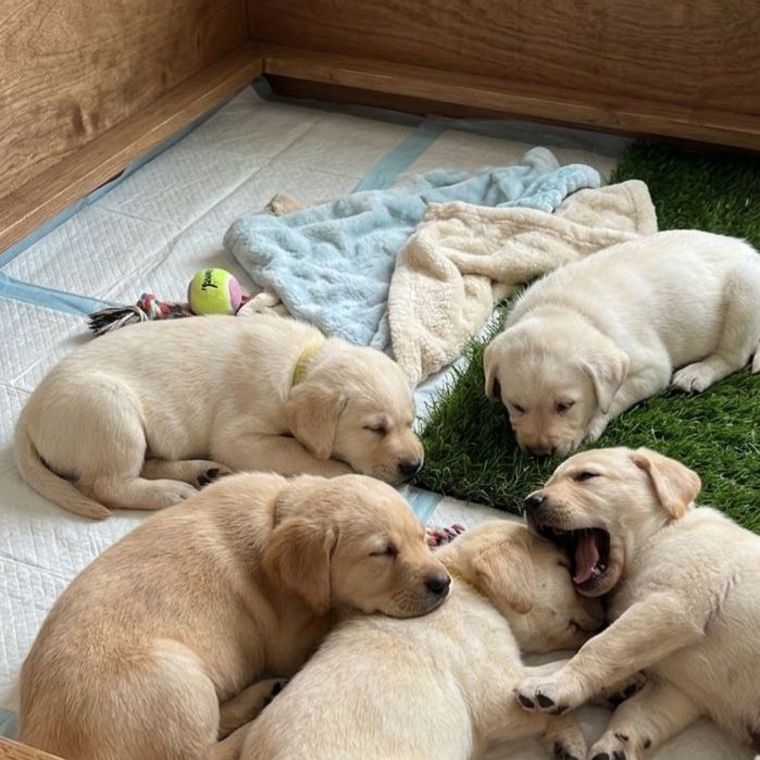 Golden retriever mix puppies