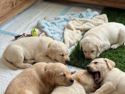 Golden retriever mix puppies