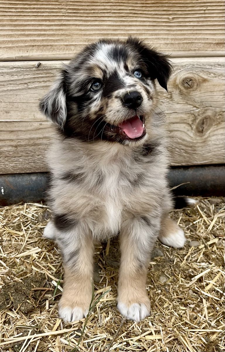 Adorable Aussie Puppies - Blue and Red Merle