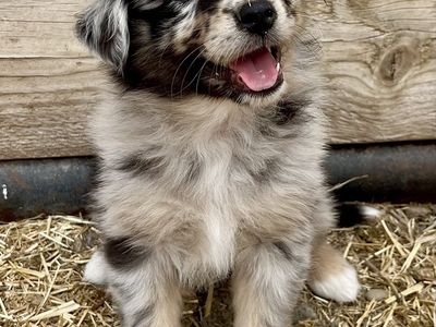 Adorable Aussie Puppies - Blue and Red Merle