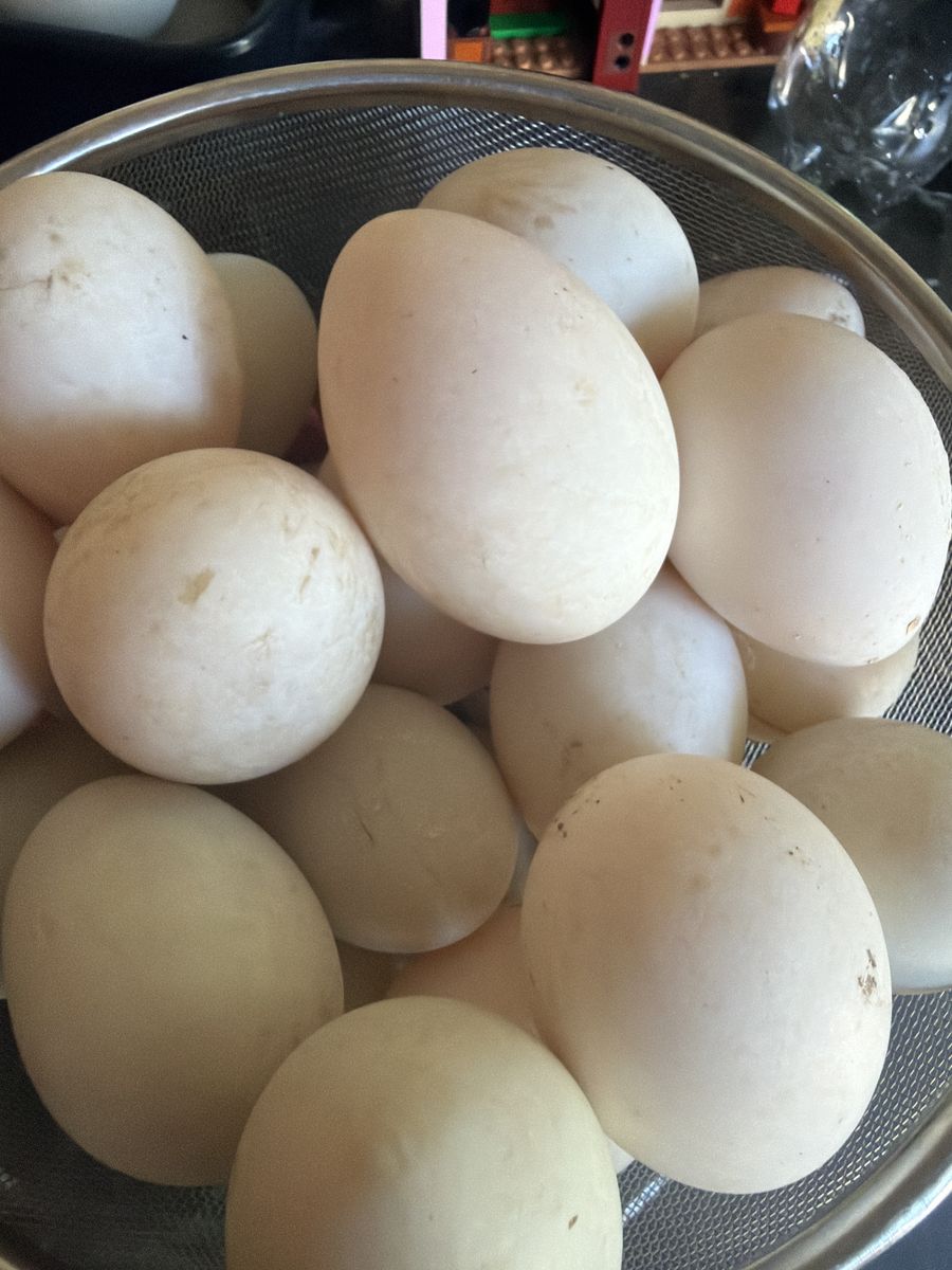 Fresh duck eggs