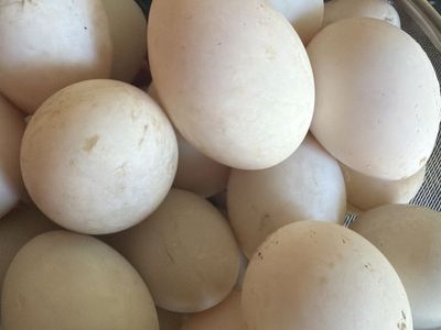 Fresh duck eggs