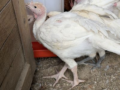 White Broad-Breasted Turkey Poults