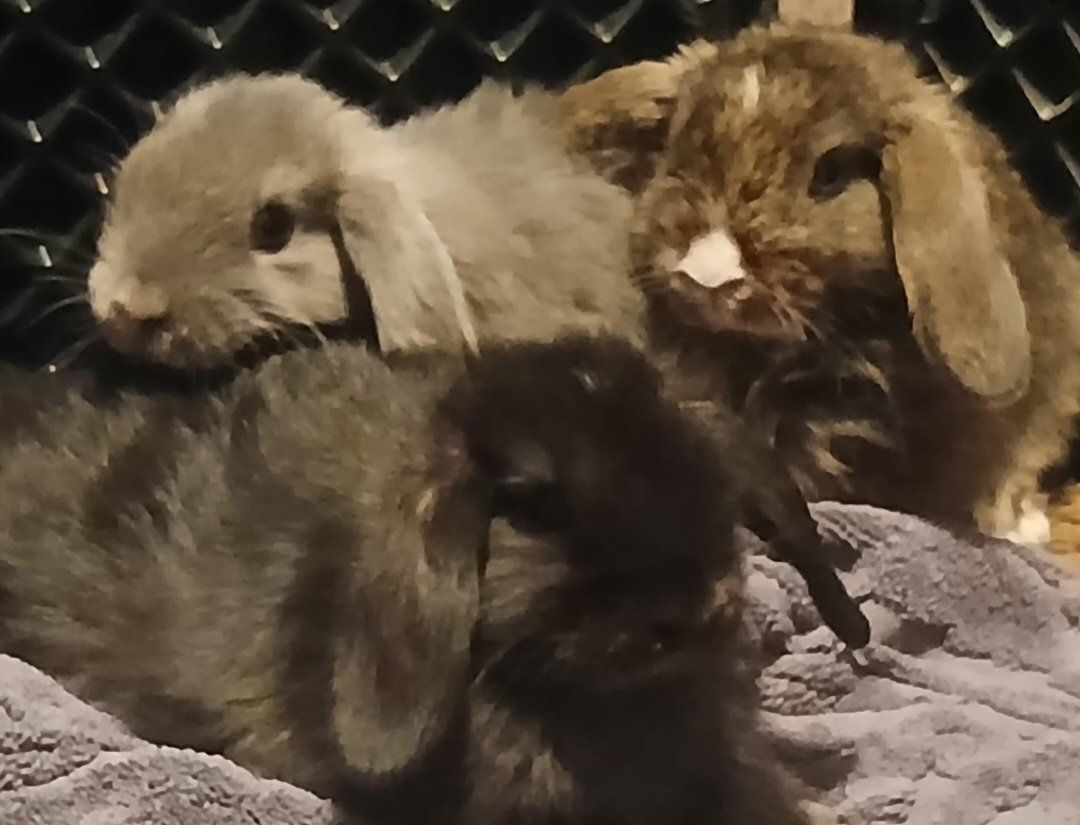 Holland Lop Bunnies