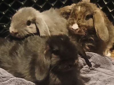 Holland Lop Bunnies