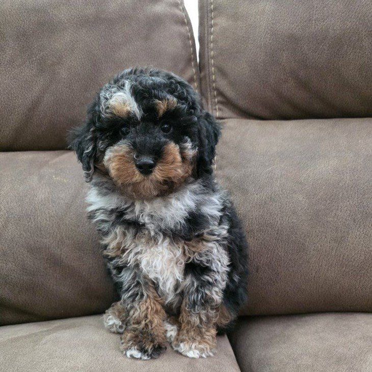 AKC Mini/Toy Poodle, Bernedoodles. Doodles