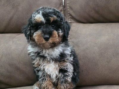 AKC Mini/Toy Poodle, Bernedoodles. Doodles