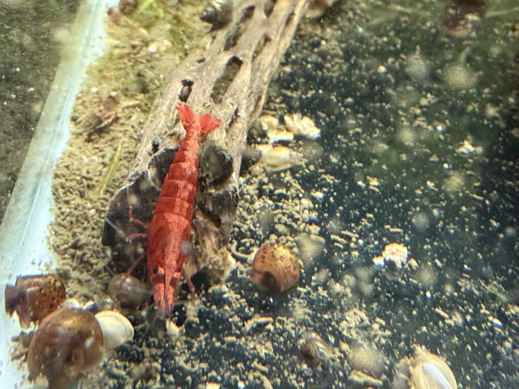Red Cherry Shrimp