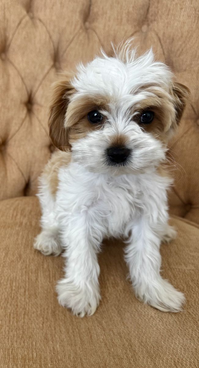 Precious Male King Charles Cavalier Poodle Puppy