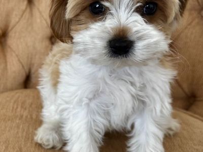 Precious Male King Charles Cavalier Poodle Puppy