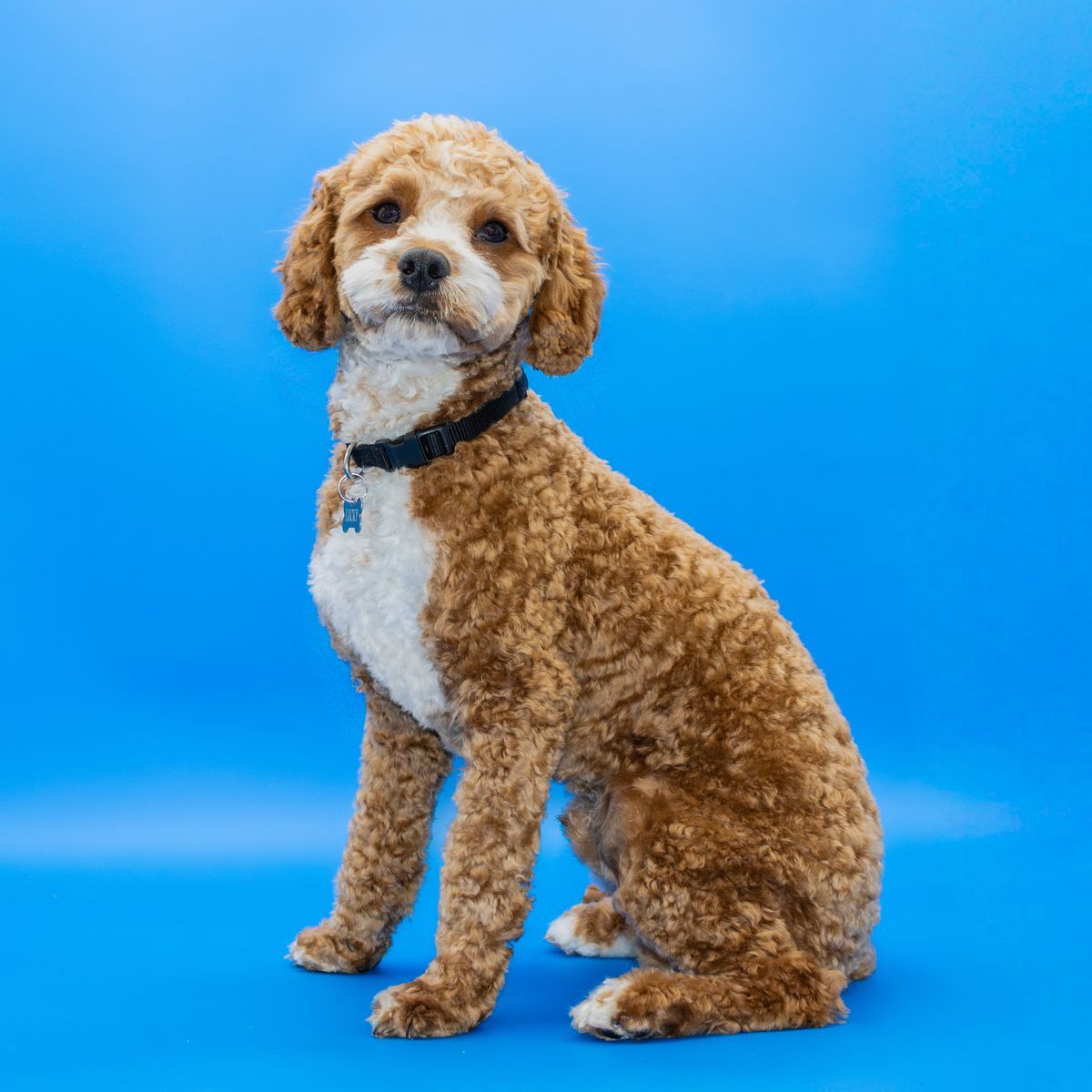 Lucky – The Elite Cavapoo Unicorn Stud 🦄