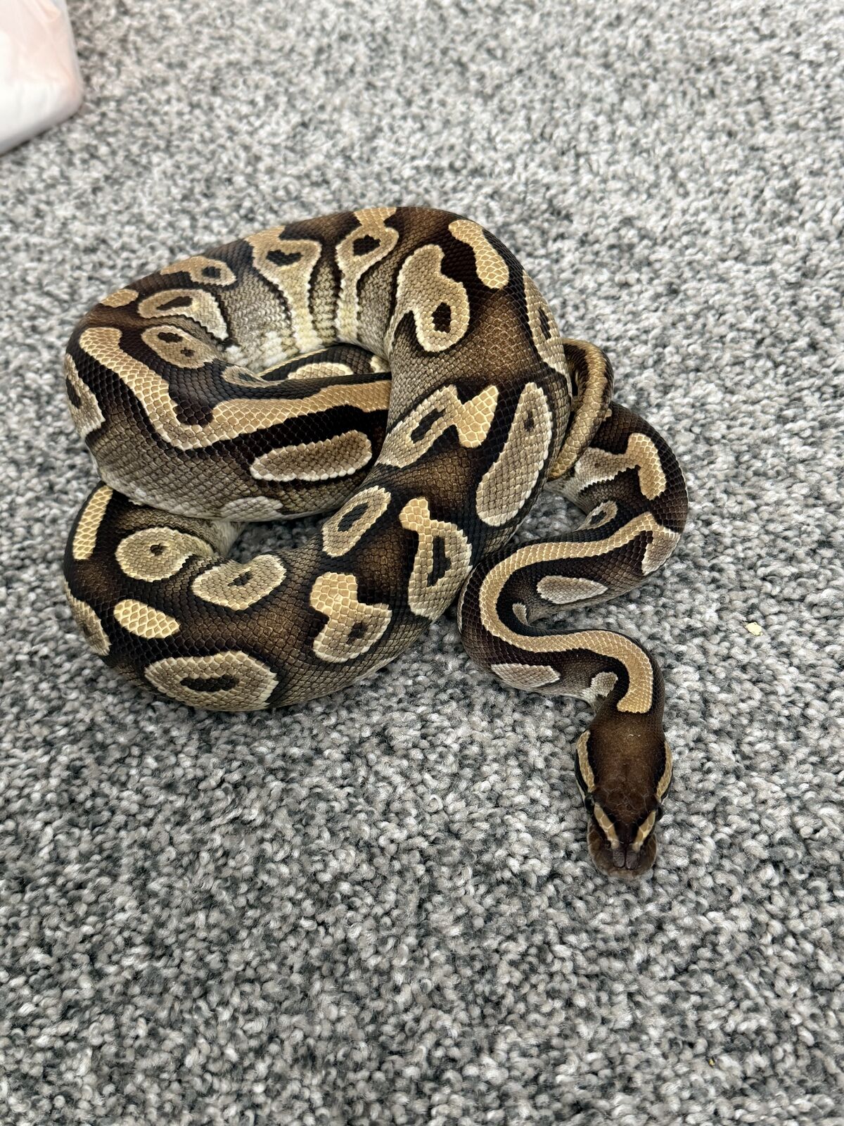 Male Mojave Ball Python