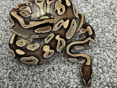 Male Mojave Ball Python