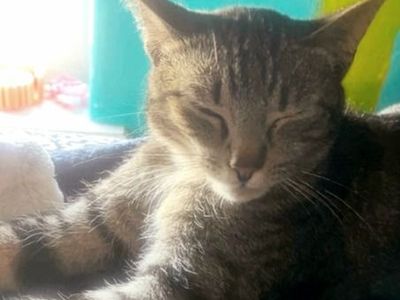 Hello my name is Gizmo
