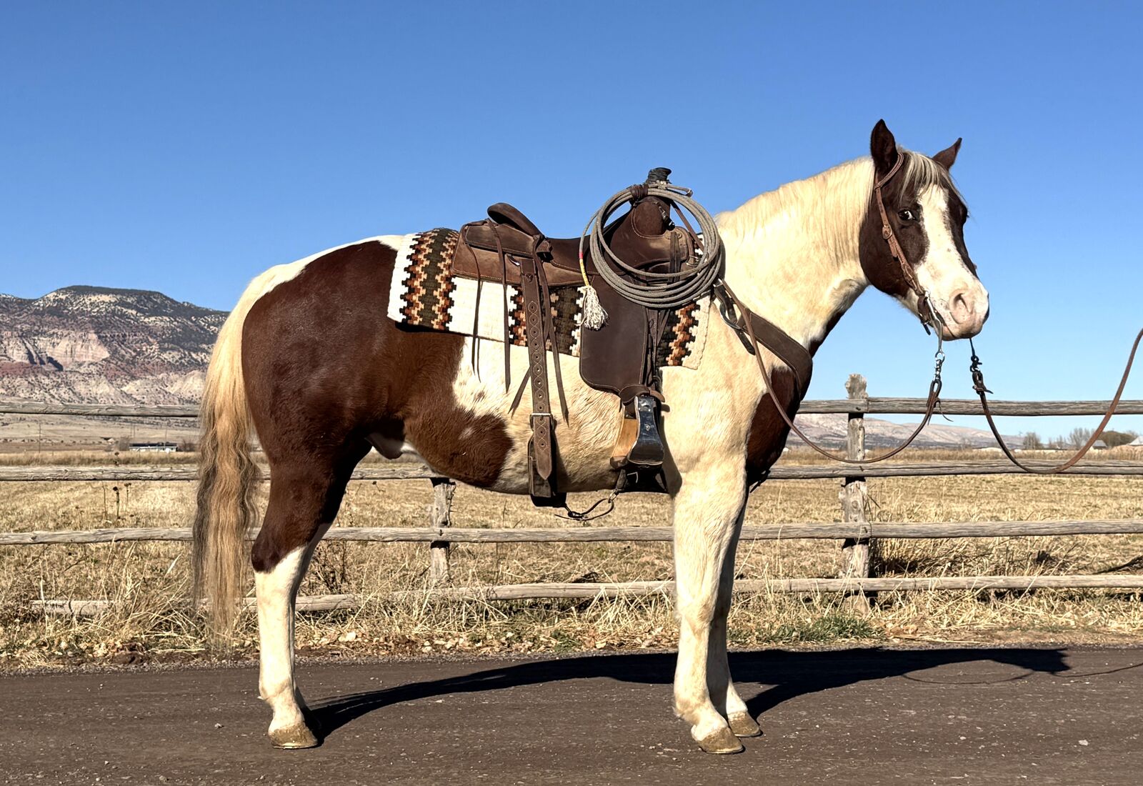 2015 APHA Gelding - Reining background