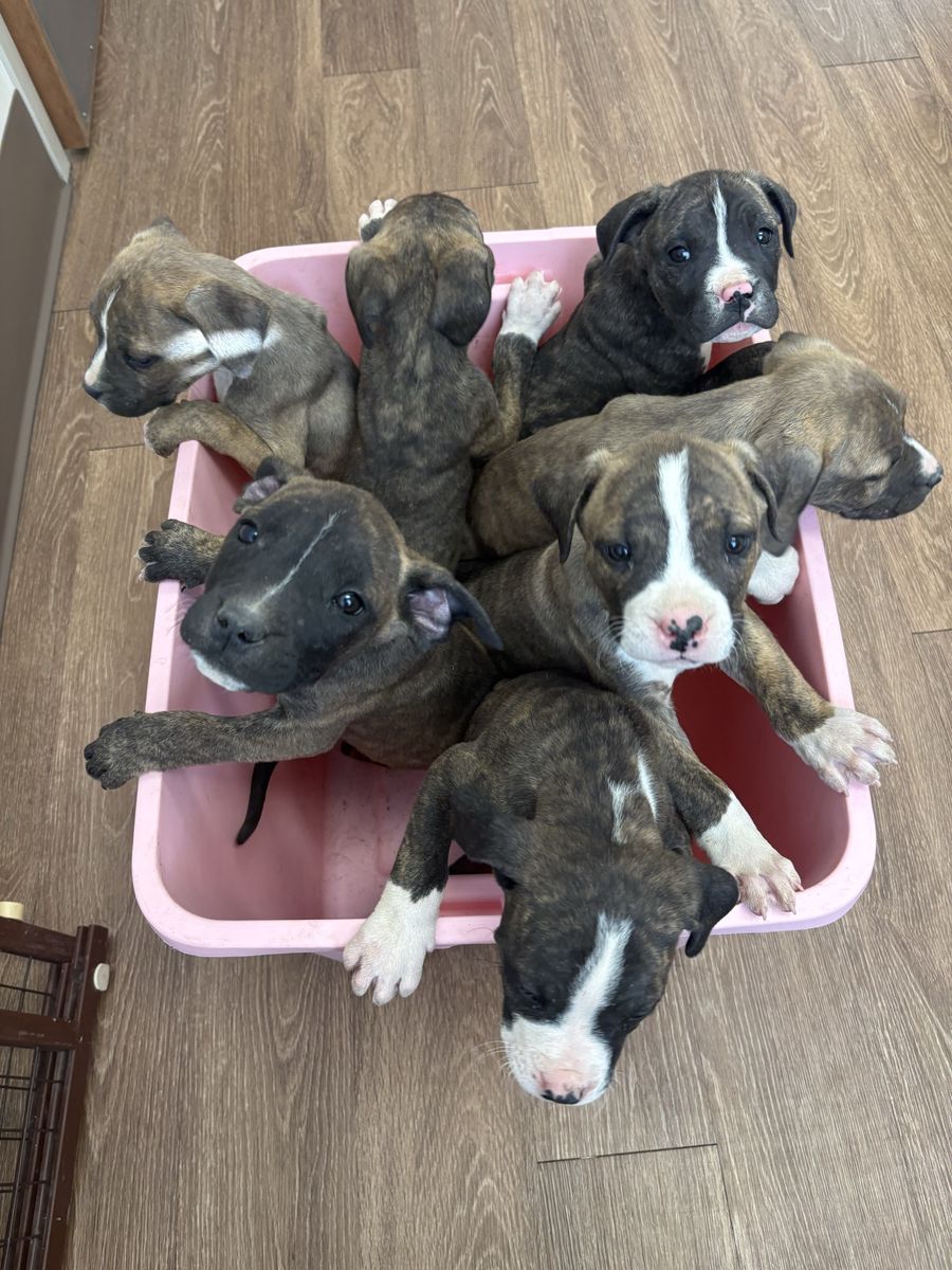 Bandog Puppies
