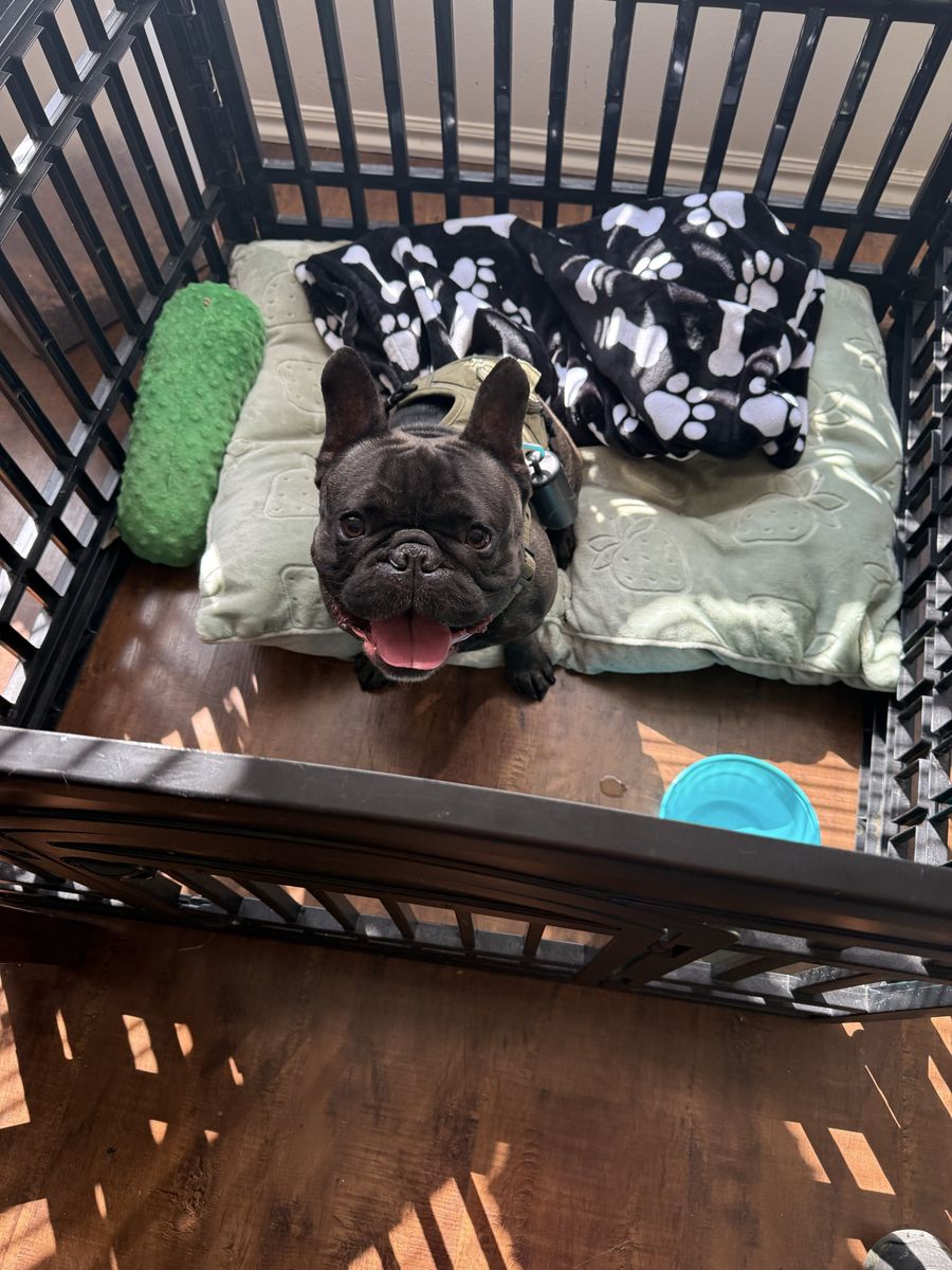 Intact 2 Year Old Frenchie Male