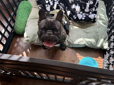 Intact 2 Year Old Frenchie Male