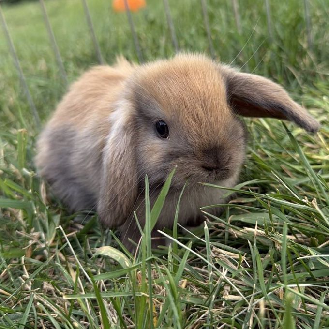 Holland Lop