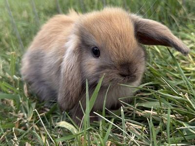 Holland Lop