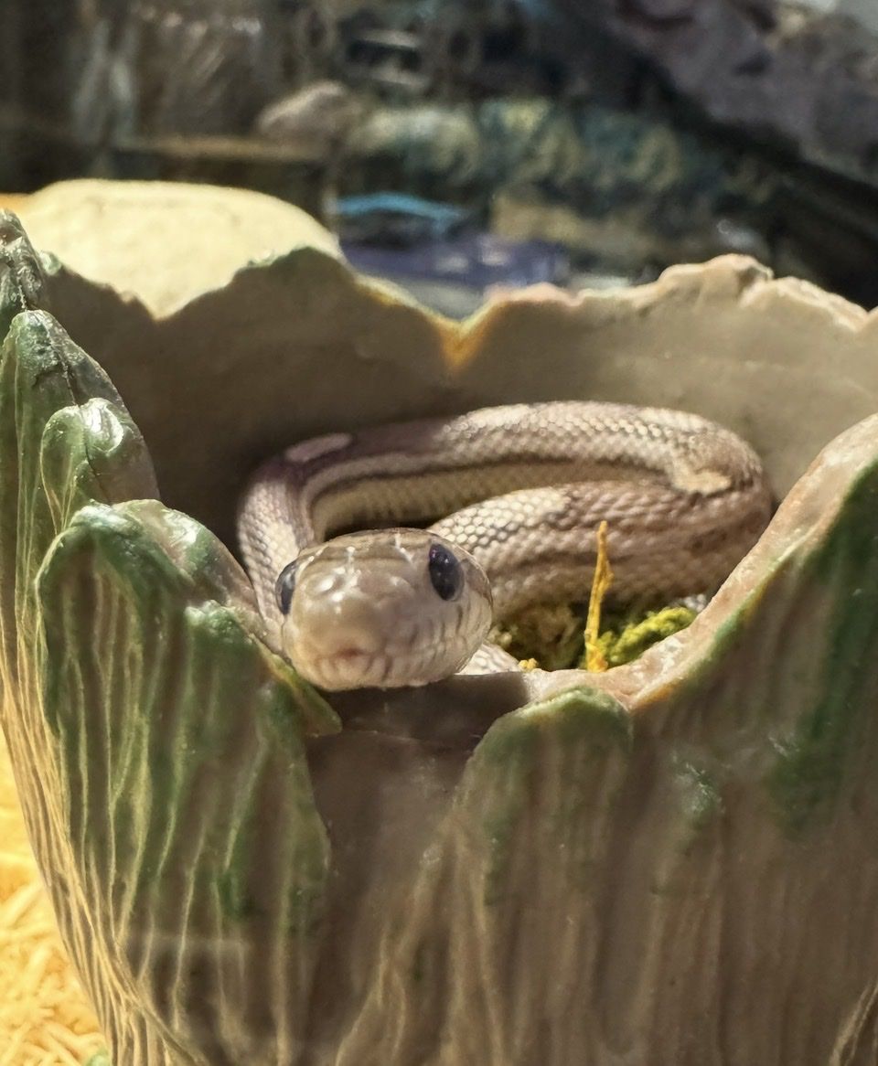 Lavender Corn Snake + Full Setup