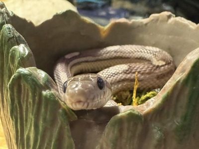 Lavender Corn Snake + Full Setup