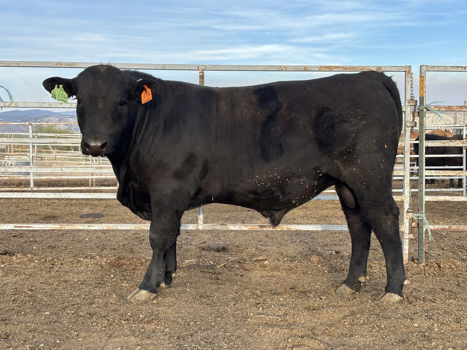 Yearling Black Angus Bull