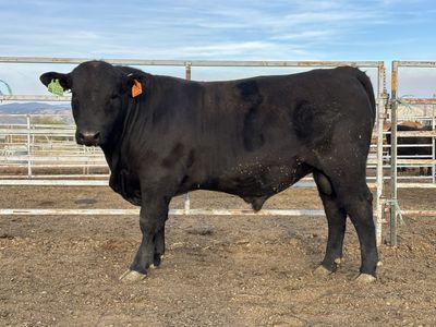 Yearling Black Angus Bull