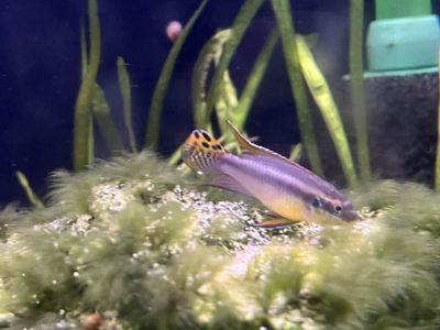 Kribensis “Moliwe” – Locally Bred