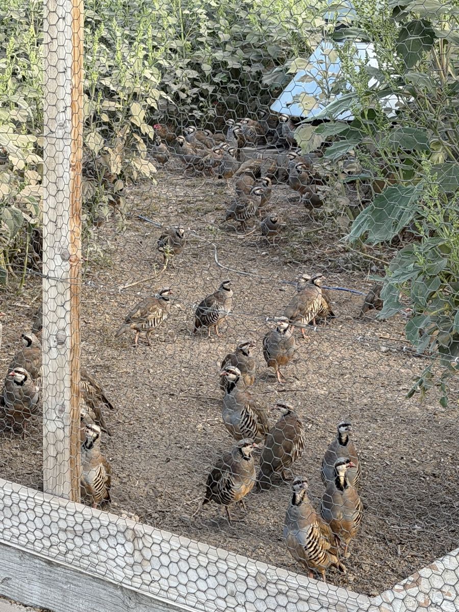 1000 Chukar For Sale - 16 Weeks Old