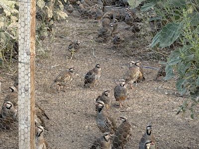 1000 Chukar For Sale - 16 Weeks Old