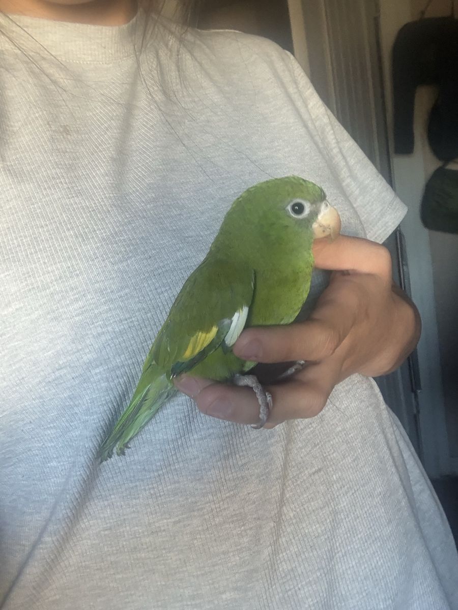 Bird