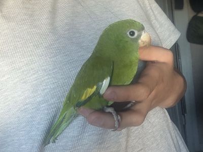 Bird
