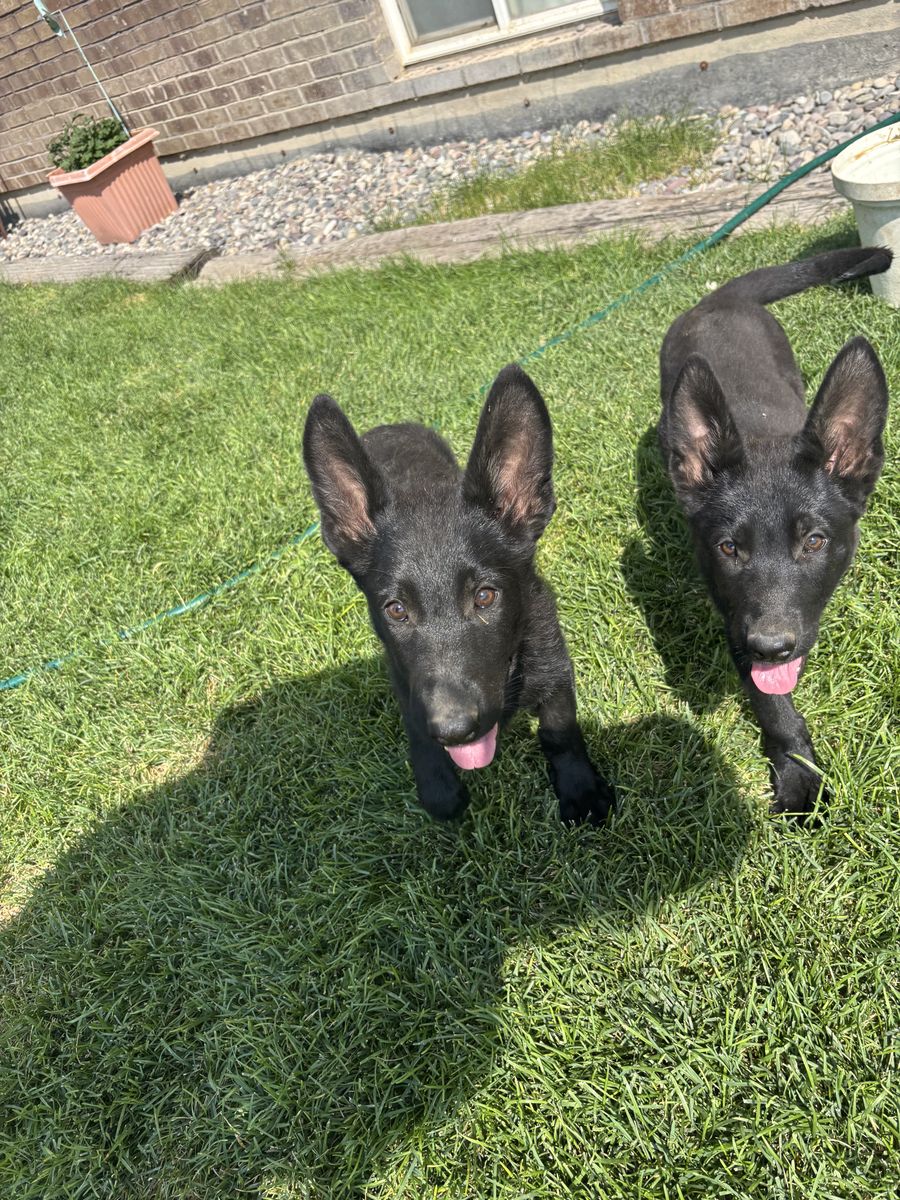 Black German Shepherd Puppies one female and two males