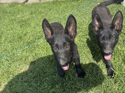 Black German Shepherd Puppies one female and two males