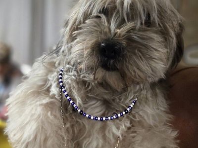 Fluffball Tibetan Terrier