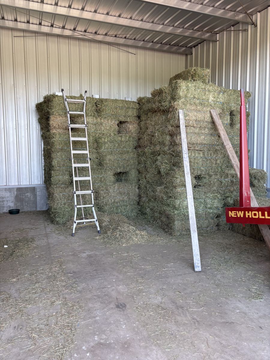 Alfalfa grass mix