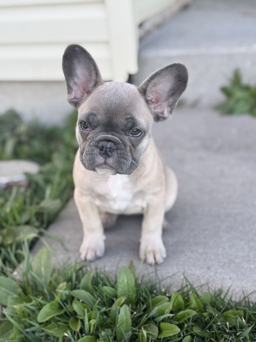 French Bulldog Puppy