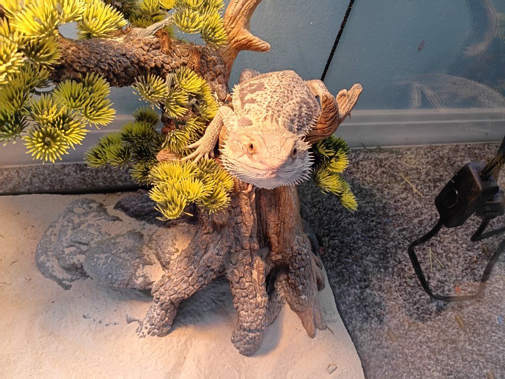 Bearded Dragon for sale