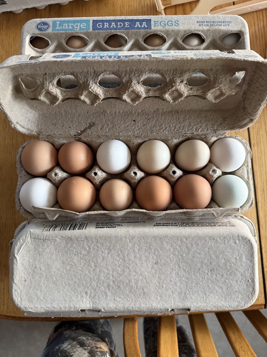 Organic Chicken Eggs