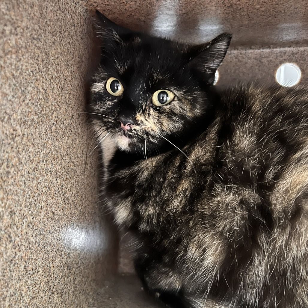 Hello my name is Citrus