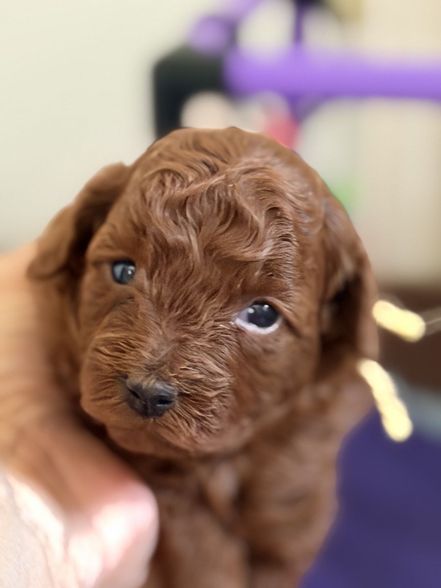 AKC Toy Poodles