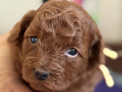 AKC Toy Poodles