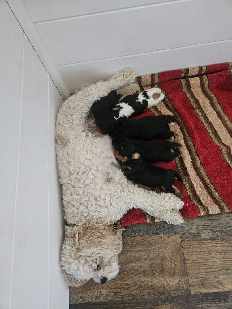 Newborn Cavapoo Puppies - Multiple Colors Available.