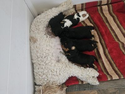 Newborn Cavapoo Puppies - Multiple Colors Available.