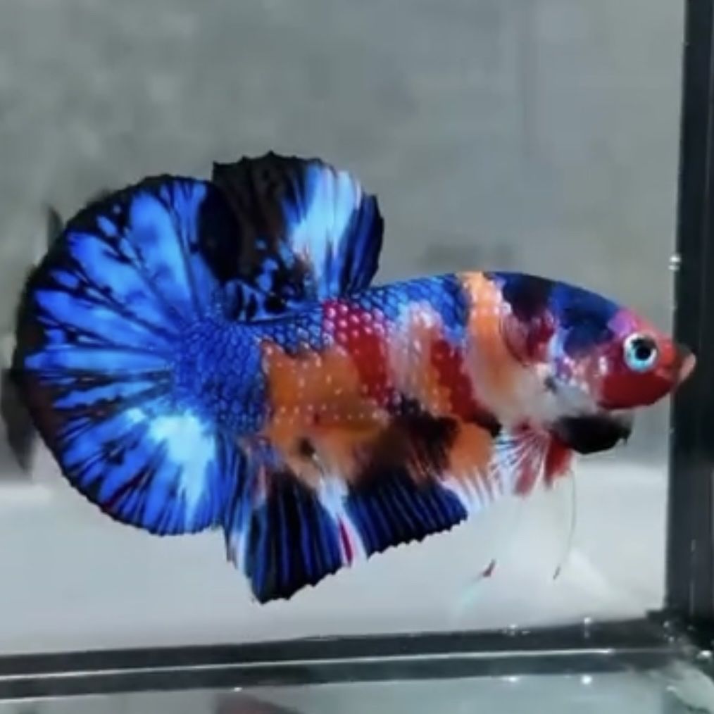 Blue Tiger Koi HMPK Betta