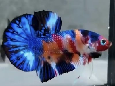 Blue Tiger Koi HMPK Betta