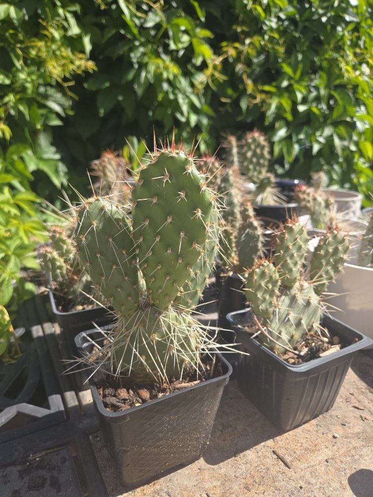 prickly pear